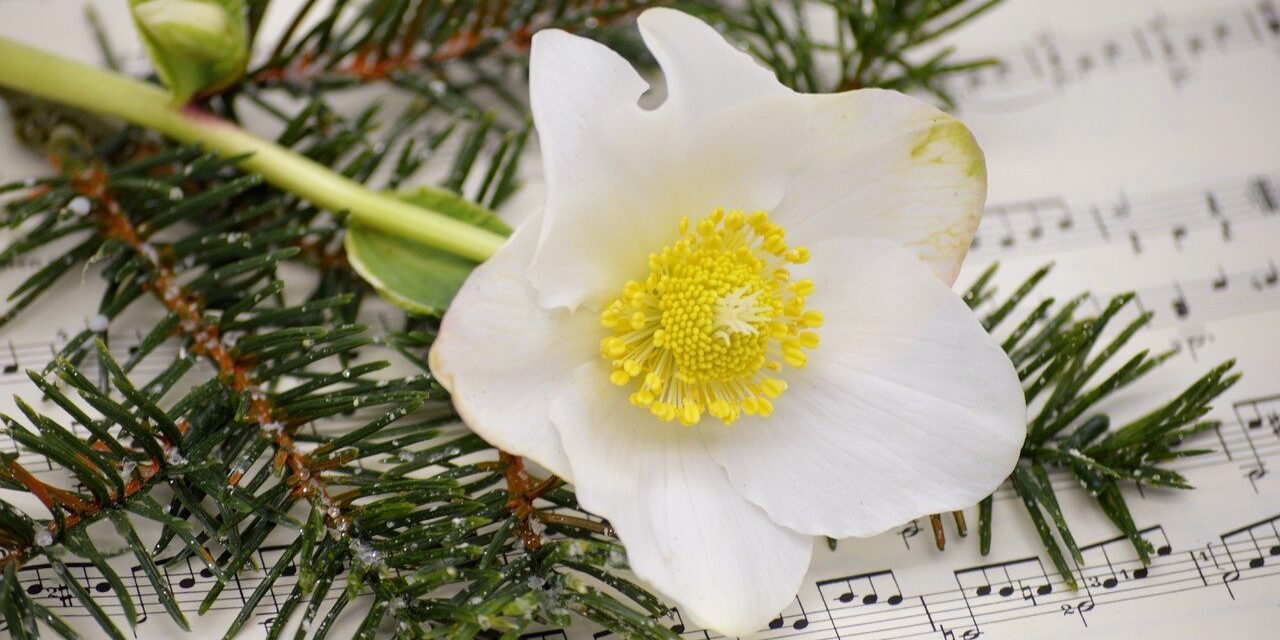 christmas-rose-7598278_1280(2) Wir_singen_Ihr_Lied